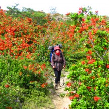 Marion in red Notro bushes